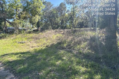 Land in Citrus Springs, Florida № 1778169 - photo 4