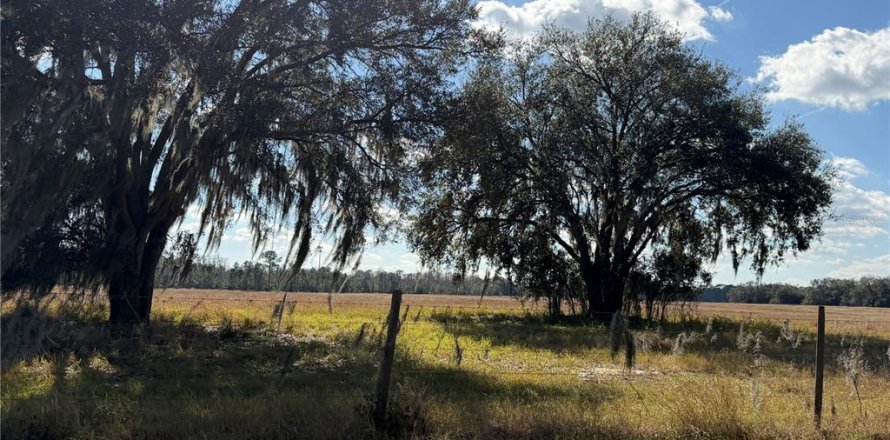 Terreno en Groveland, Florida № 2195353