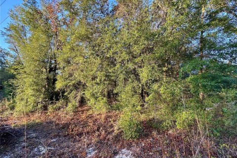 Land in Ocala, Florida № 2160411 - photo 7