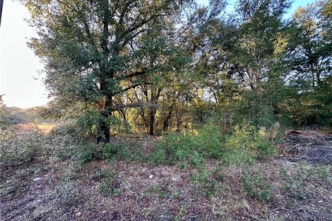 Land in Ocala, Florida № 2160411 - photo 8