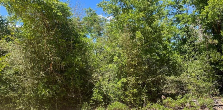 Land in Alford, Florida № 2161532