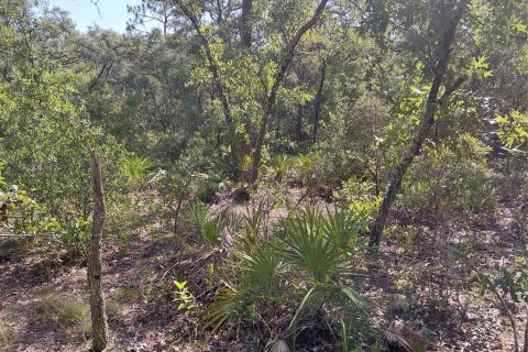 Land in Webster, Florida № 2209941 - photo 12