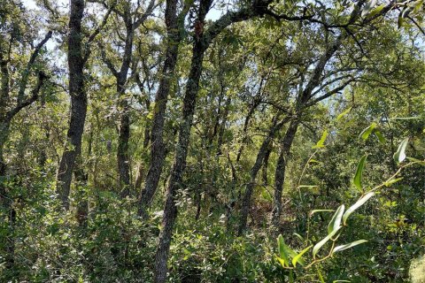 Land in Webster, Florida № 2209941 - photo 5