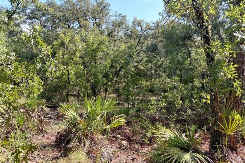 Land in Webster, Florida № 2209941 - photo 2