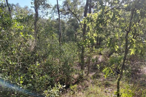 Land in Webster, Florida № 2209941 - photo 13