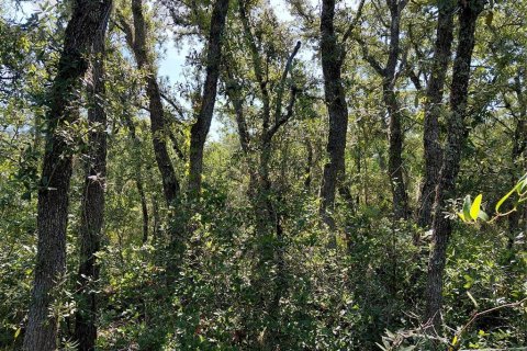 Land in Webster, Florida № 2209941 - photo 6