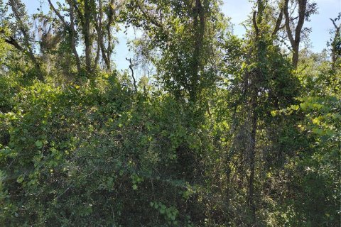 Land in Webster, Florida № 2209941 - photo 4