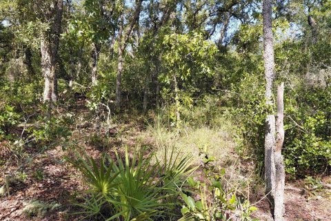 Land in Webster, Florida № 2209941 - photo 9