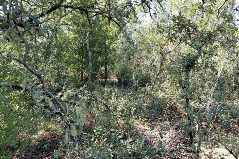 Land in Webster, Florida № 2209941 - photo 7
