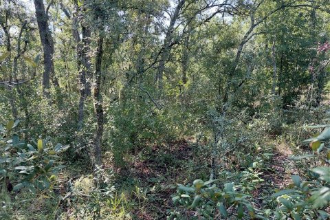 Land in Webster, Florida № 2209941 - photo 16
