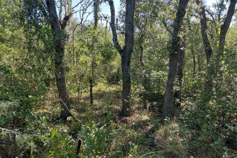 Land in Webster, Florida № 2209941 - photo 15