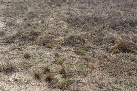 Land in Lehigh Acres, Florida № 2239949