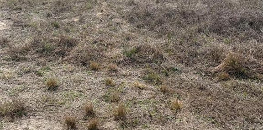 Land in Lehigh Acres, Florida № 2239949