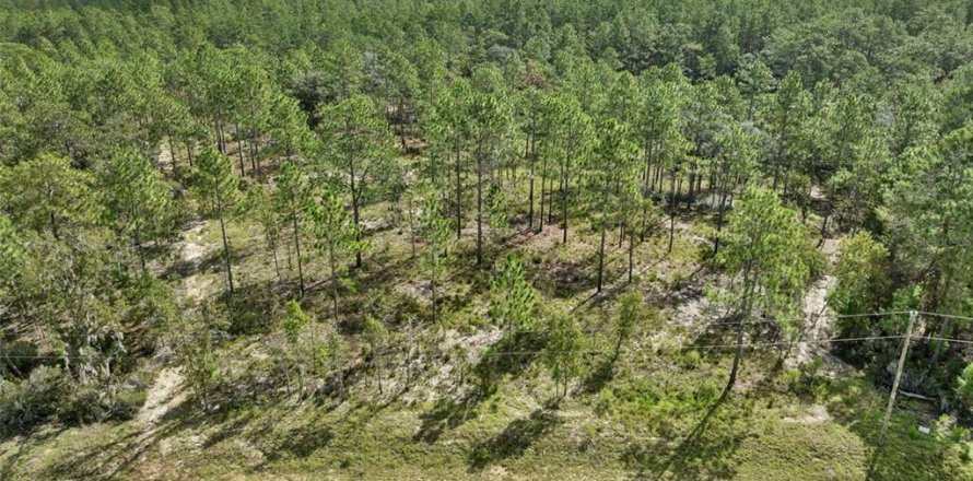 Terrain à Hawthorne, Floride № 2213773