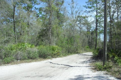 Land in Dunnellon, Florida № 2229045 - photo 16