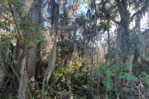 Terrain à vendre à Ocala, Floride № 1615489 - photo 5