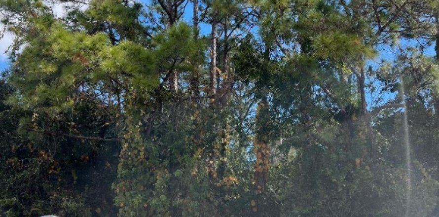 Terreno en Fort Pierce, Florida № 833041