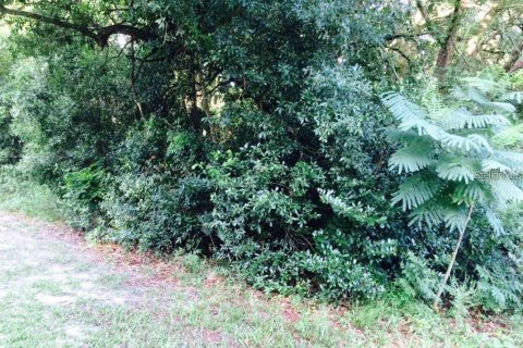 Land in Interlachen, Florida № 2165367 - photo 3