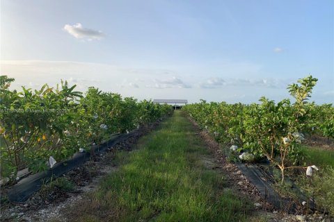 Commercial property in Homestead, Florida № 1811116 - photo 4