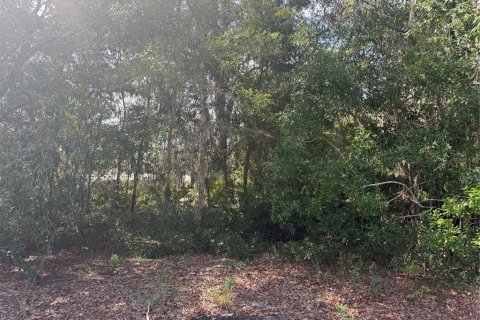 Land in Ocklawaha, Florida № 2203604 - photo 7