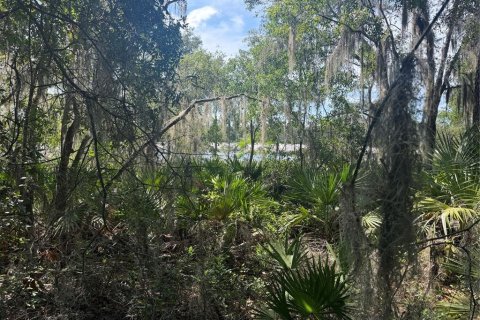 Land in Ocklawaha, Florida № 2203604 - photo 5
