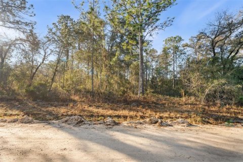 Land in Williston, Florida № 2160885 - photo 4
