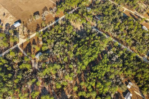 Land in Williston, Florida № 2160885 - photo 11