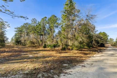 Land in Williston, Florida № 2160885 - photo 6