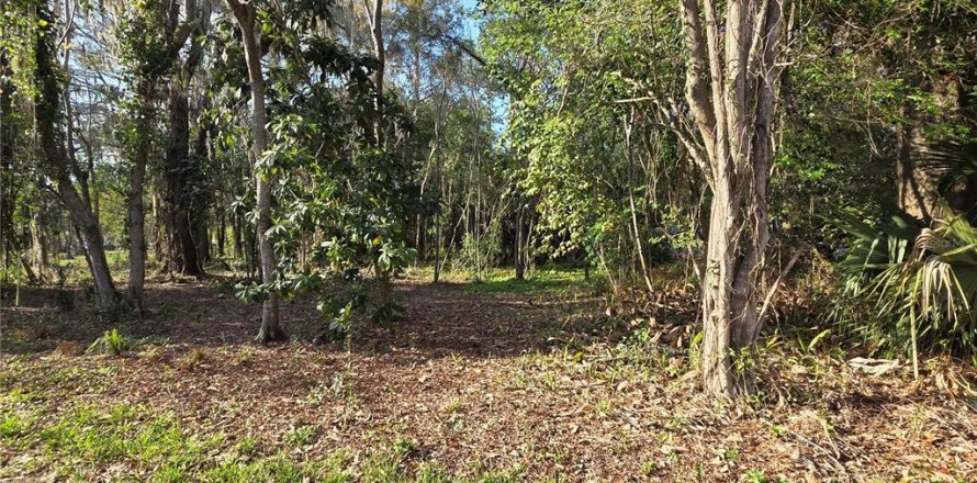 Terrain à Gainesville, Floride № 2205864
