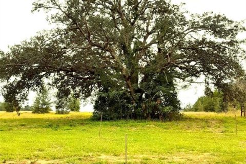 Land in Apopka, Florida № 885261 - photo 5