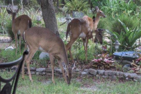 Land in Eustis, Florida № 240292 - photo 9