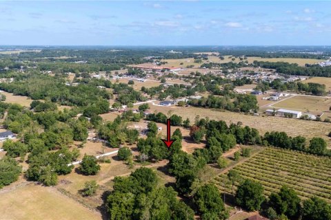 Land in Dade City, Florida № 1673835 - photo 8