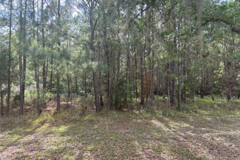Land in Gainesville, Florida № 1167095 - photo 4