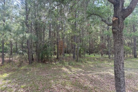 Land in Gainesville, Florida № 1167095 - photo 5