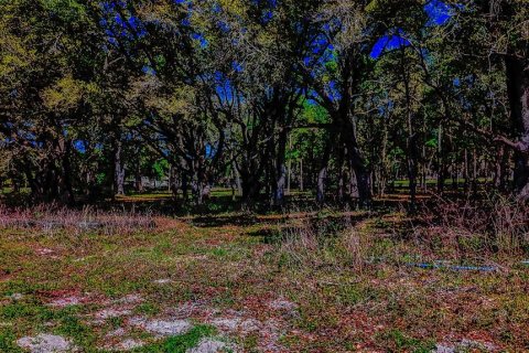 Terrain à vendre à Williston, Floride № 1551209 - photo 20