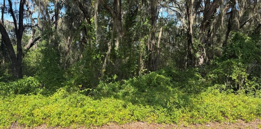 Land in Ocklawaha, Florida № 2203713