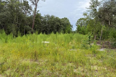 Land in Interlachen, Florida № 1893617 - photo 3