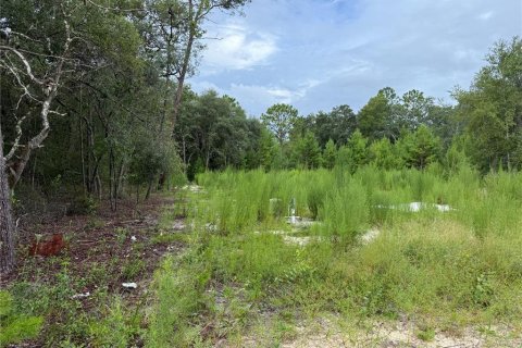 Land in Interlachen, Florida № 1893617 - photo 4