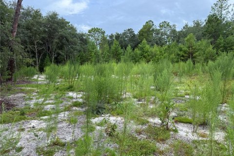 Land in Interlachen, Florida № 1893617 - photo 6