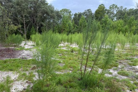 Land in Interlachen, Florida № 1893617 - photo 7