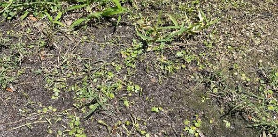 Land in Osteen, Florida № 1587340