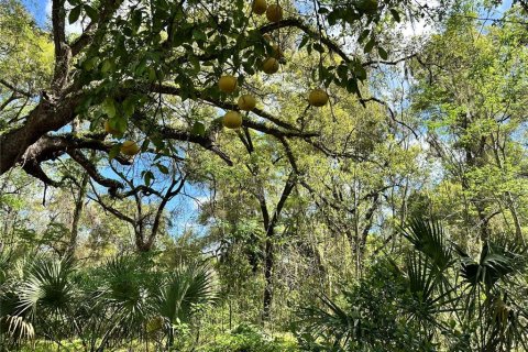 Land in Ocala, Florida № 2228874 - photo 4