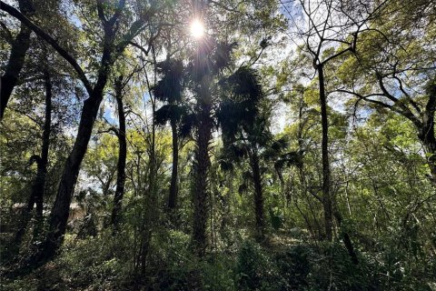 Land in Ocala, Florida № 2228874 - photo 3