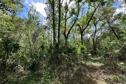Land in Ocala, Florida № 2228874 - photo 11