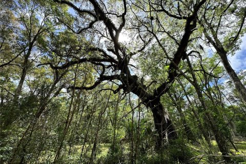 Land in Ocala, Florida № 2228874 - photo 14