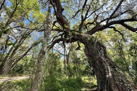 Land in Ocala, Florida № 2228874 - photo 12