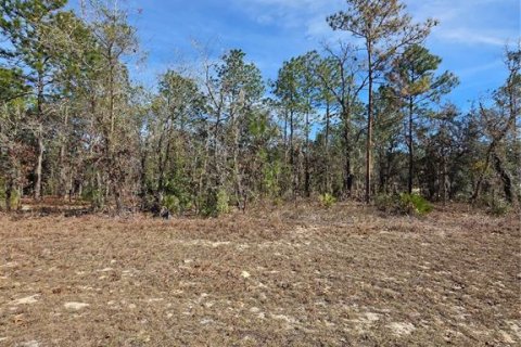 Land in Ocala, Florida № 2160571