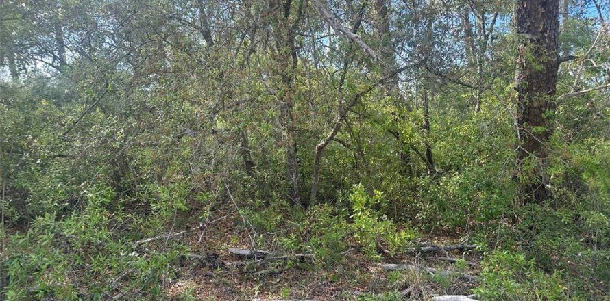 Terrain à Ocala, Floride № 2095699