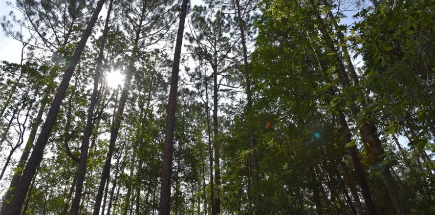 Land in Middleburg, Florida № 1870164