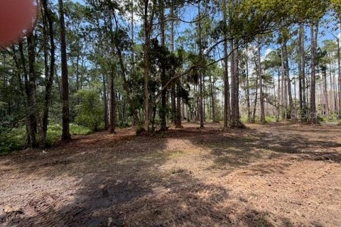 Land in DeLand, Florida № 2225236 - photo 3
